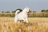 SIBERIAN HUSKY 027